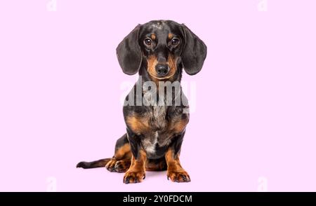 Ritratto in studio di un dachshund seduto che guarda la fotocamera su uno sfondo rosa Foto Stock