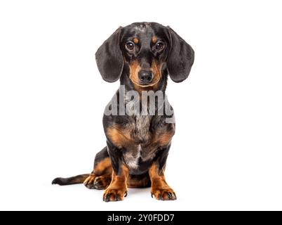 Seduti in dachshund guardando la telecamera, isolati sul bianco Foto Stock