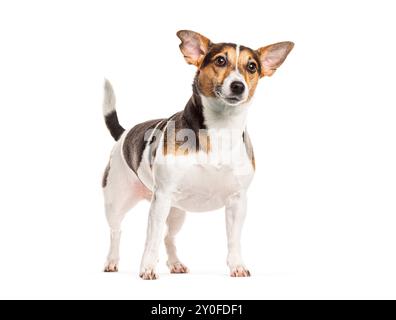 Jack russell terrier in piedi e guardando in alto, isolato sul bianco Foto Stock