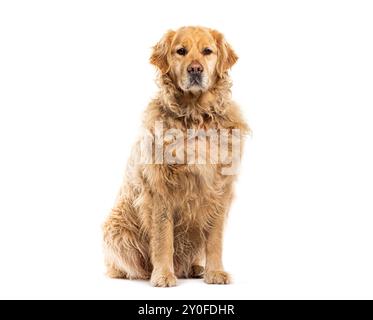 Corpo completo del vecchio cane Golden retriever anziano che grigia seduto e guarda la telecamera, isolato sul bianco Foto Stock