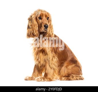 Cane spaniel cocker inglese seduto e guardando lontano su sfondo bianco Foto Stock