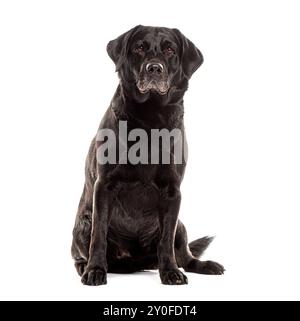 Un vecchio Labrador nero in grigio che guarda la fotocamera, isolata sul bianco Foto Stock