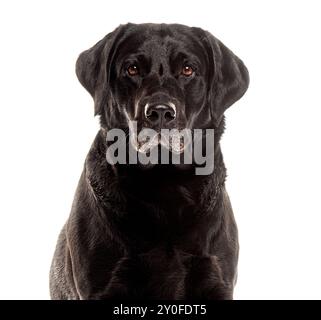 Primo piano di un Labrador nero in grigio di un anziano che guarda la fotocamera, isolata sul bianco Foto Stock