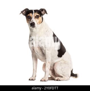 Attento cane di razza mista con cappotto bianco e nero su sfondo bianco Foto Stock