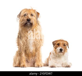 Un cane grosso e un cane da terrier seduto su sfondo bianco Foto Stock