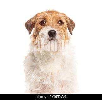 Un simpatico cane Jack russell terrier che guarda la telecamera su sfondo bianco Foto Stock