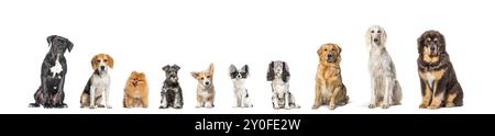 Cinque cani di razze diverse seduti insieme in fila, guardando la telecamera, isolati sul bianco Foto Stock