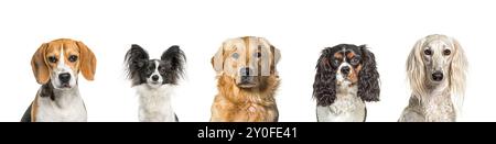 Ritratto di cinque cani di razza diversi affiancati, isolati su bianco Foto Stock