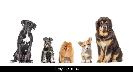 Cinque cani di razze diverse seduti insieme in fila, guardando la telecamera, isolati sul bianco Foto Stock