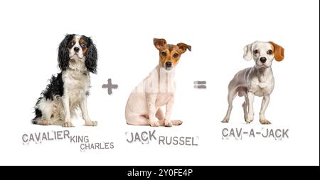 Illustrazione di un mix tra due razze di cani - Cavalier King Charles Spaniel e Jack Russell Terrier che danno alla luce un cav-a-jack Foto Stock