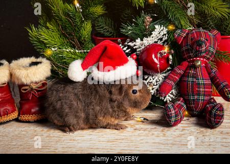 Simpatico porcellino di ghinea Cavia sullo sfondo natalizio, con cappello di Natale. Abete rosso e regalo sullo sfondo, foto in studio al chiuso. Foto Stock