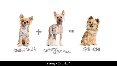 Illustrazione di un mix tra due razze di cane - chihuahua e cane crestato cinese che dà alla luce un chi-chi Foto Stock