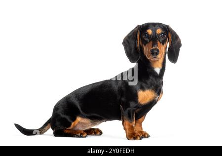 Un simpatico cane dai capelli corti con pelliccia nera e abbronzata è seduto e guarda avanti su uno sfondo bianco Foto Stock