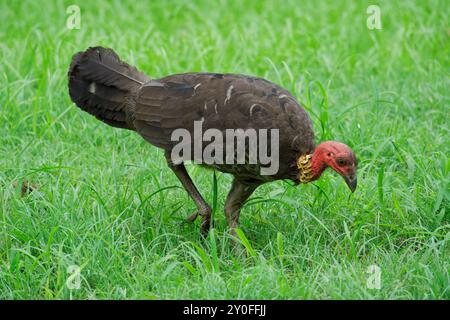 Cavalletto di tacchino Australian Brush su erba Foto Stock