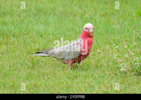 Uccello Galah in piedi sull'erba Foto Stock