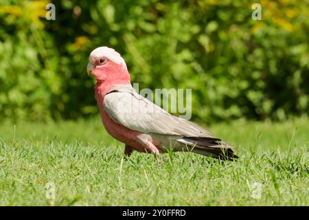 Uccello Galah in piedi sull'erba Foto Stock