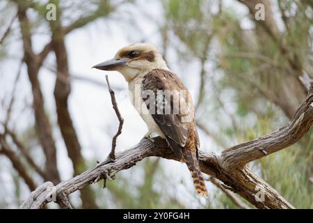 Ridendo Kookaburra seduto sull'albero Foto Stock