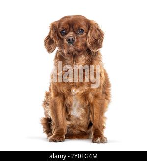 Adulto cavaliere re charles spaniel cane seduto sul pavimento e guardando, isolato sul bianco Foto Stock