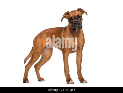 Ritratto di un Boxer in piedi davanti alla fotocamera, isolato sul bianco Foto Stock