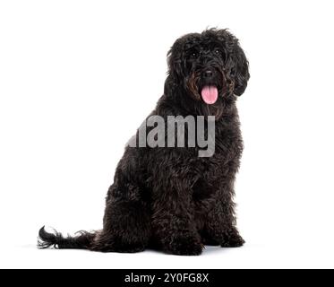 Labradoodle nero felice seduto su sfondo bianco, sporgendo la lingua Foto Stock