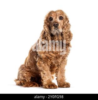 Il cocker spaniel inglese seduto sul pavimento e guardando lontano, isolato sul bianco Foto Stock
