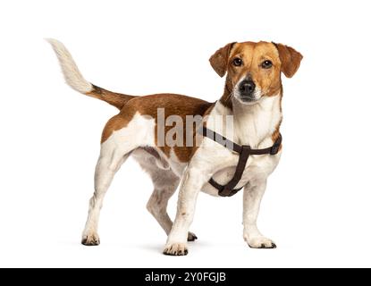 Jack russell terrier in piedi mentre indossa un'imbracatura marrone, isolata sul bianco Foto Stock