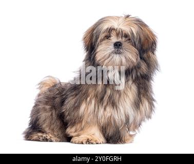 Lhassa Apso con pelliccia marrone soffice e bianca seduta e dall'aspetto curioso, isolata sul bianco Foto Stock