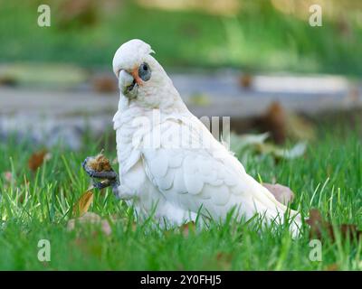 La piccola Corella si nutre di erba Foto Stock