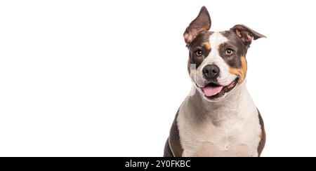 Colpo alla testa di un felice cane americano del terrier toro staffordshire che sorride, pintona, con un orecchio rivolto verso l'alto su sfondo bianco Foto Stock