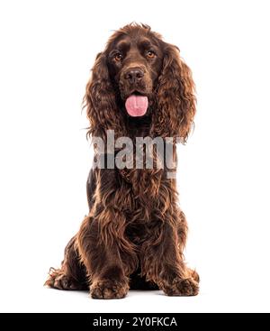Brown English Cocker Spaniel che sta spargendo la lingua e guarda la telecamera, isolata sul bianco Foto Stock