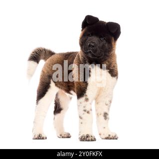 Giovane cucciolo americano akita in piedi, isolato sul bianco Foto Stock