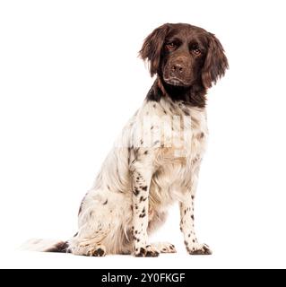 Bellissimo cane da munsterlander seduto e guardando la macchina fotografica, isolato su sfondo bianco Foto Stock