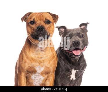 I capi di due cani dello staffordshire Bull terrier seduti fianco a fianco, uno che sta morendo con la lingua fuori e sembra felice Foto Stock