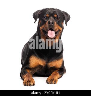 Cane rottweiler adulto sdraiato, che canta fuori la lingua, isolato su sfondo bianco Foto Stock