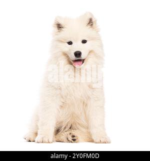 Ritratto di un cucciolo Samoyed seduto che cammina e guarda la fotocamera, isolato sul bianco Foto Stock