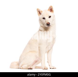 Cane bianco shiba inu seduto e guardando la telecamera, isolato sul bianco Foto Stock