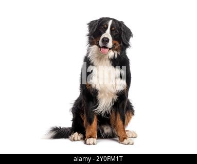 Felice cane di montagna bernese seduto su uno sfondo bianco e guardando la macchina fotografica con la lingua fuori Foto Stock