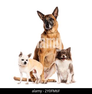 Il cane da pastore belga seduto tra due cani chihuahua guarda lontano su uno sfondo bianco Foto Stock