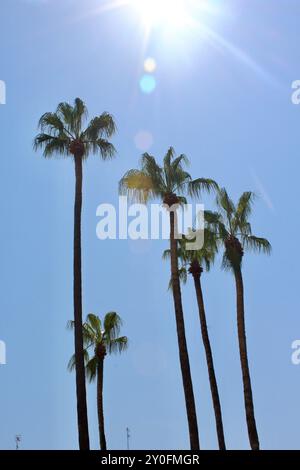 Una linea di palme con bagliore del sole a monopoli puglia italia UE Foto Stock