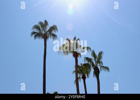 Una linea di palme con bagliore del sole a monopoli puglia italia UE Foto Stock