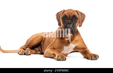 Il cane Boxer è sdraiato e guarda avanti su uno sfondo bianco Foto Stock