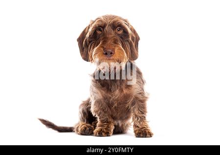 Bordino con i capelli a filo seduto e guardando la fotocamera su sfondo bianco Foto Stock