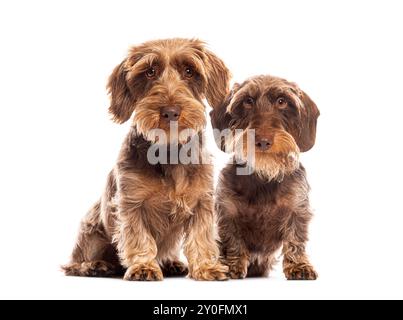 Due cani da diga dai capelli castani seduti uno accanto all'altro su sfondo bianco Foto Stock