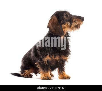 Curioso dachshund con i capelli a filo seduto e guardando in alto con interesse, isolato su uno sfondo bianco Foto Stock