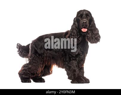 Vista laterale di un cocker spaniel inglese nero in piedi su uno sfondo bianco e che cammina Foto Stock