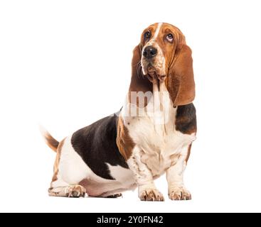 Basset hound seduto e guardando in alto isolato su uno sfondo bianco Foto Stock