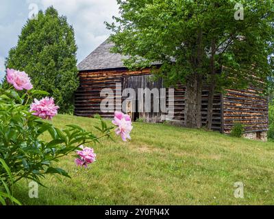 Un affascinante fienile in legno alla John Brown Farm si erge senza tempo, incorniciato da vivaci peonie rosa in piena fioritura, catturando l'essenza della tranquillità rustica i Foto Stock