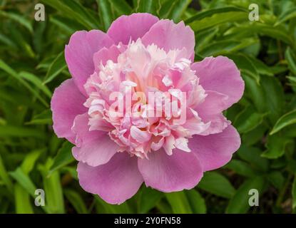 Deliziatevi con la delicata bellezza di una peonia rosa fiorente, con i suoi petali morbidi e le foglie verdi vivaci che creano un contrasto incredibile che cattura l'essen Foto Stock