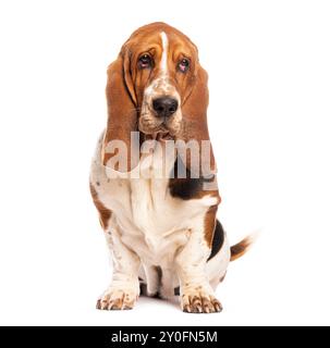 Il cane Sad basset seduto sul pavimento e guardando la telecamera isolata su sfondo bianco Foto Stock