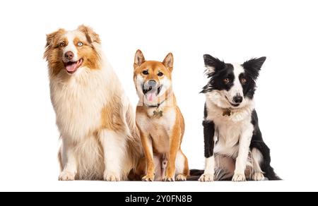 Tre cani di razze diverse sono seduti e pascolano su sfondo bianco Foto Stock